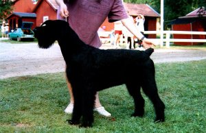 Kulan