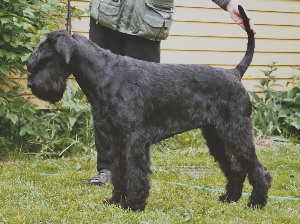 Maja