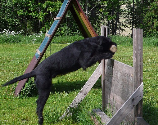 Arko