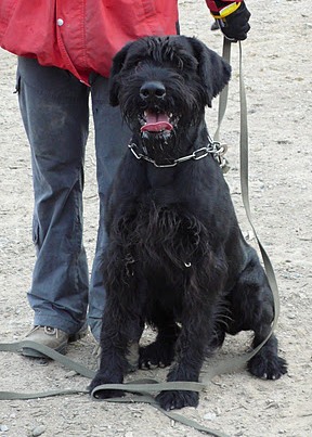 Arko